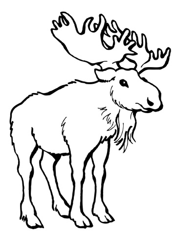 150+ Deer Coloring Pages 131