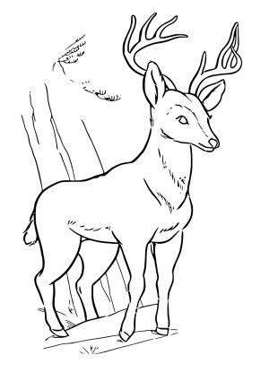 150+ Deer Coloring Pages 136