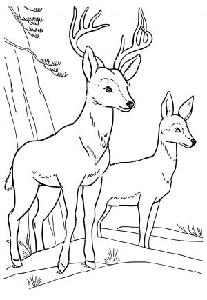 150+ Deer Coloring Pages 137