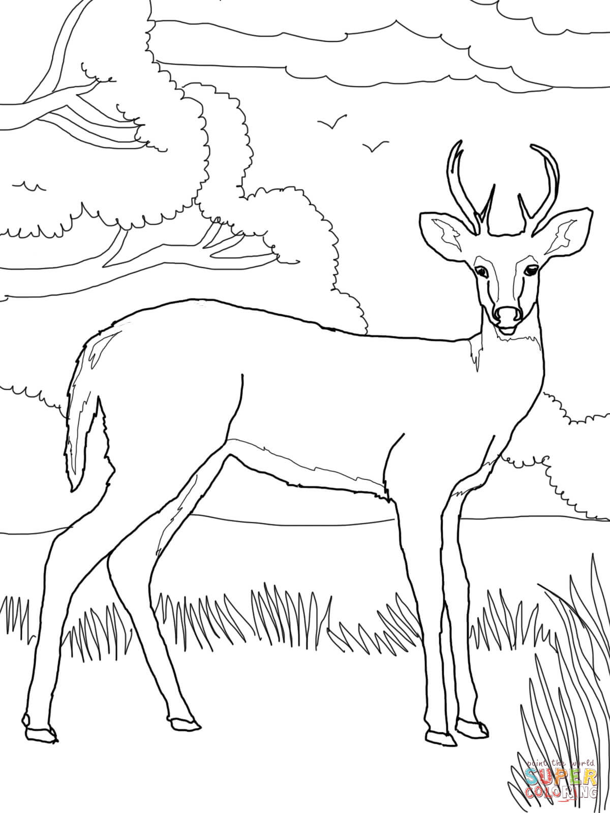 150+ Deer Coloring Pages 16