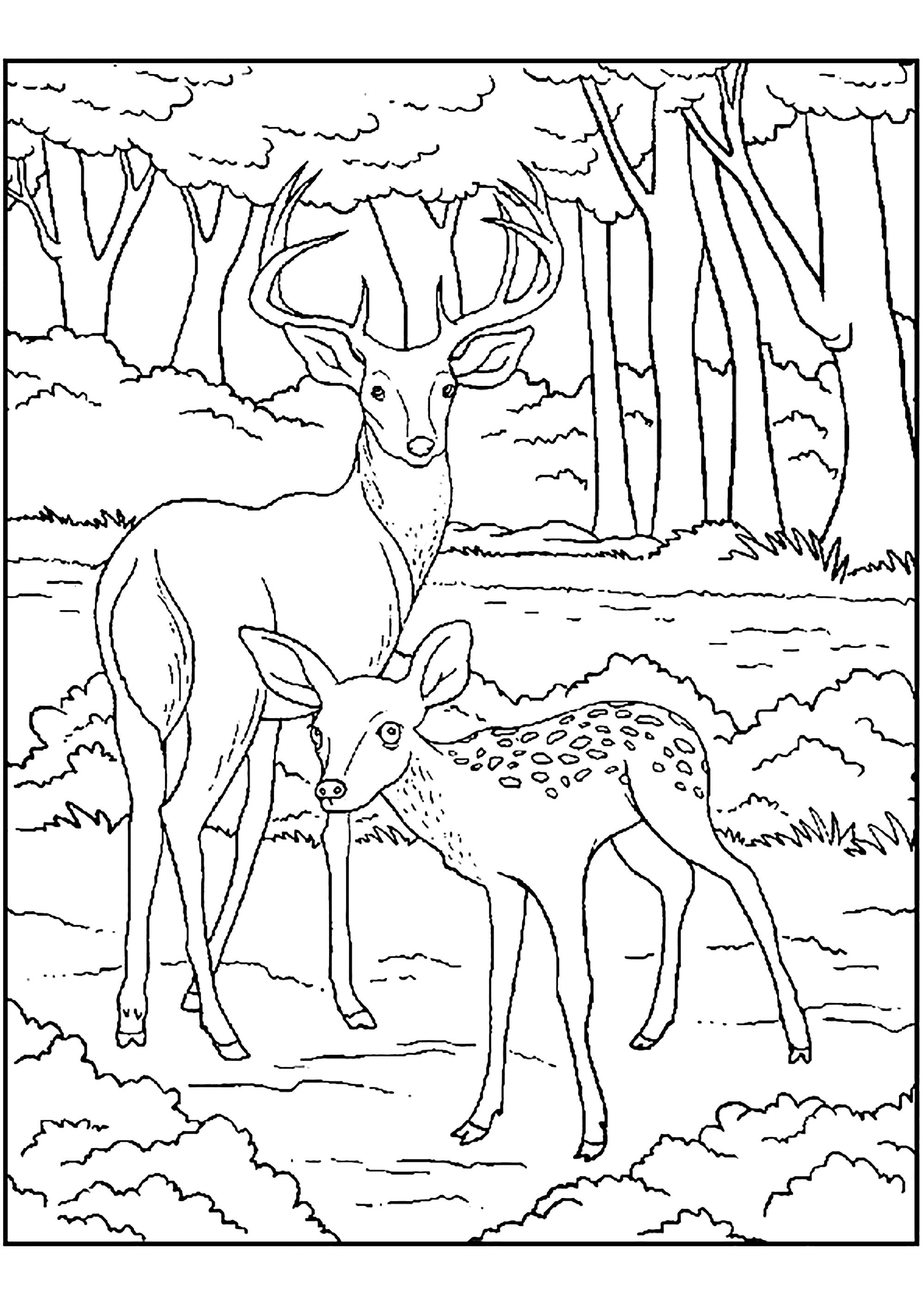 150+ Deer Coloring Pages 2