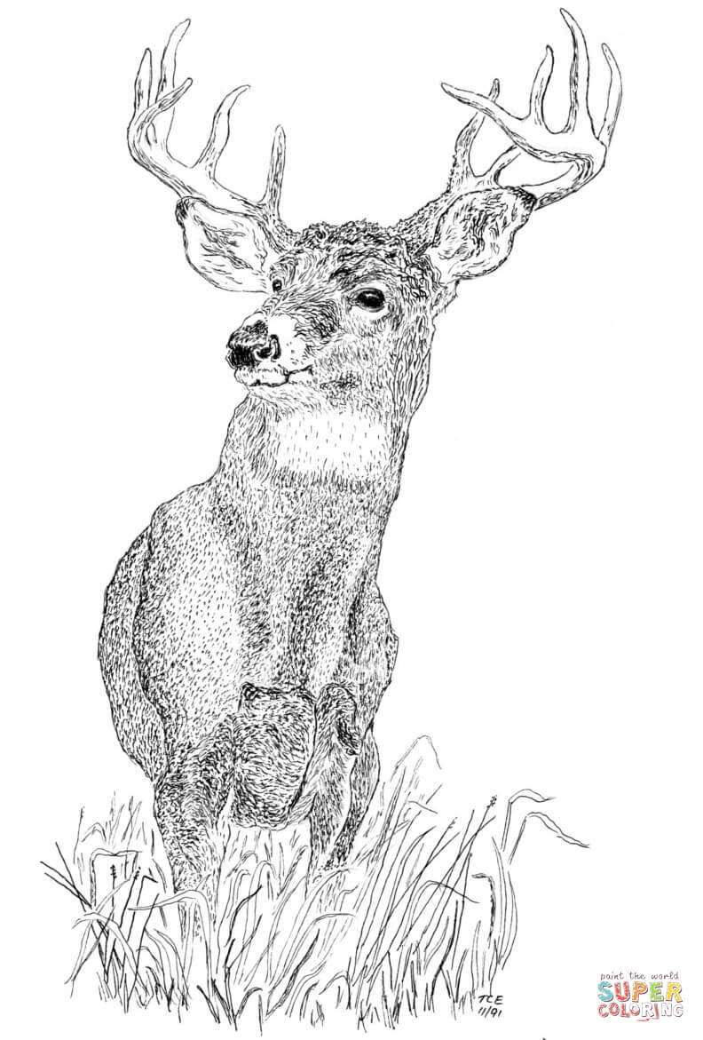 150+ Deer Coloring Pages 35