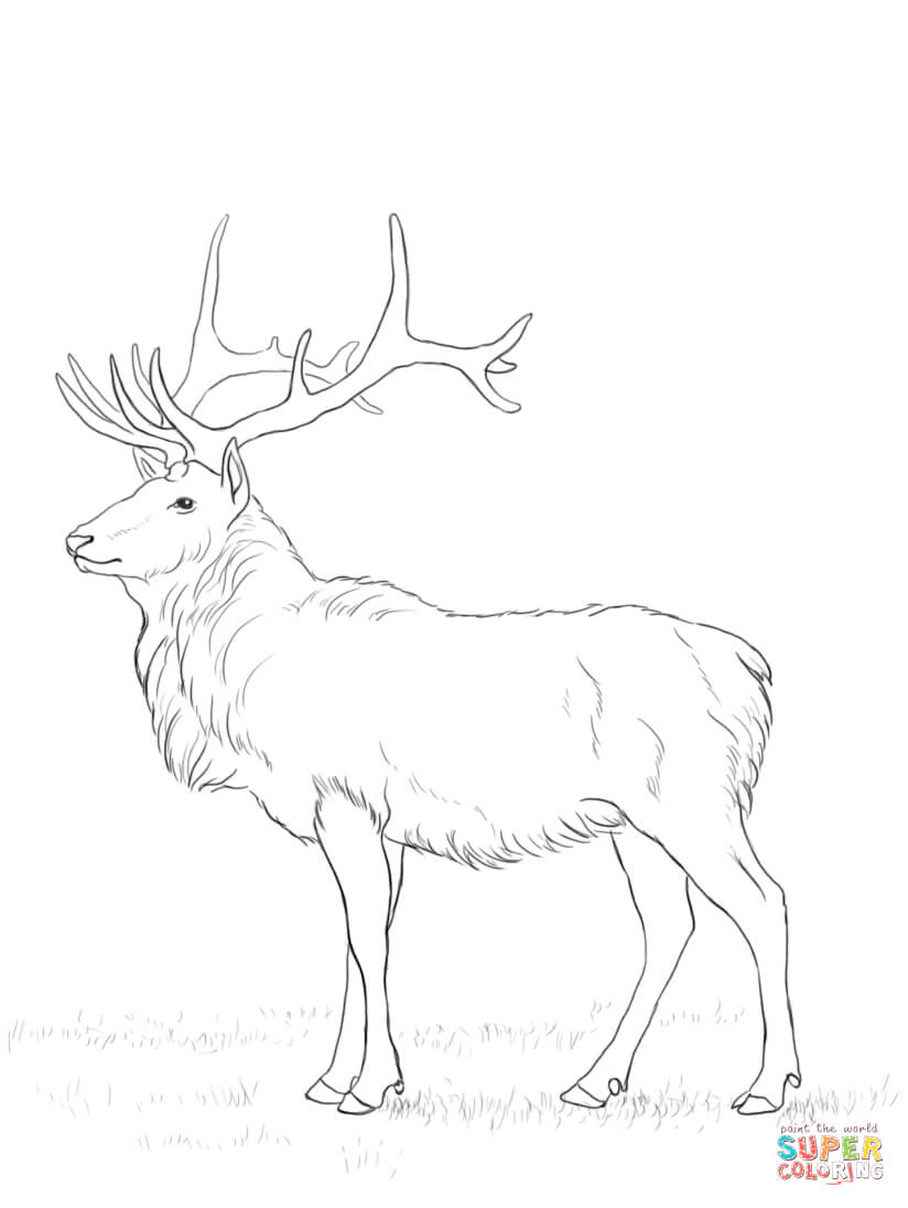 150+ Deer Coloring Pages 36