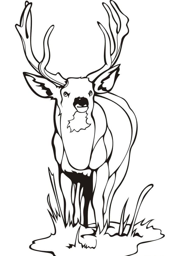 150+ Deer Coloring Pages 46