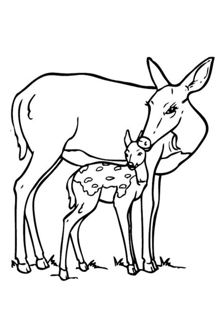 150+ Deer Coloring Pages 50