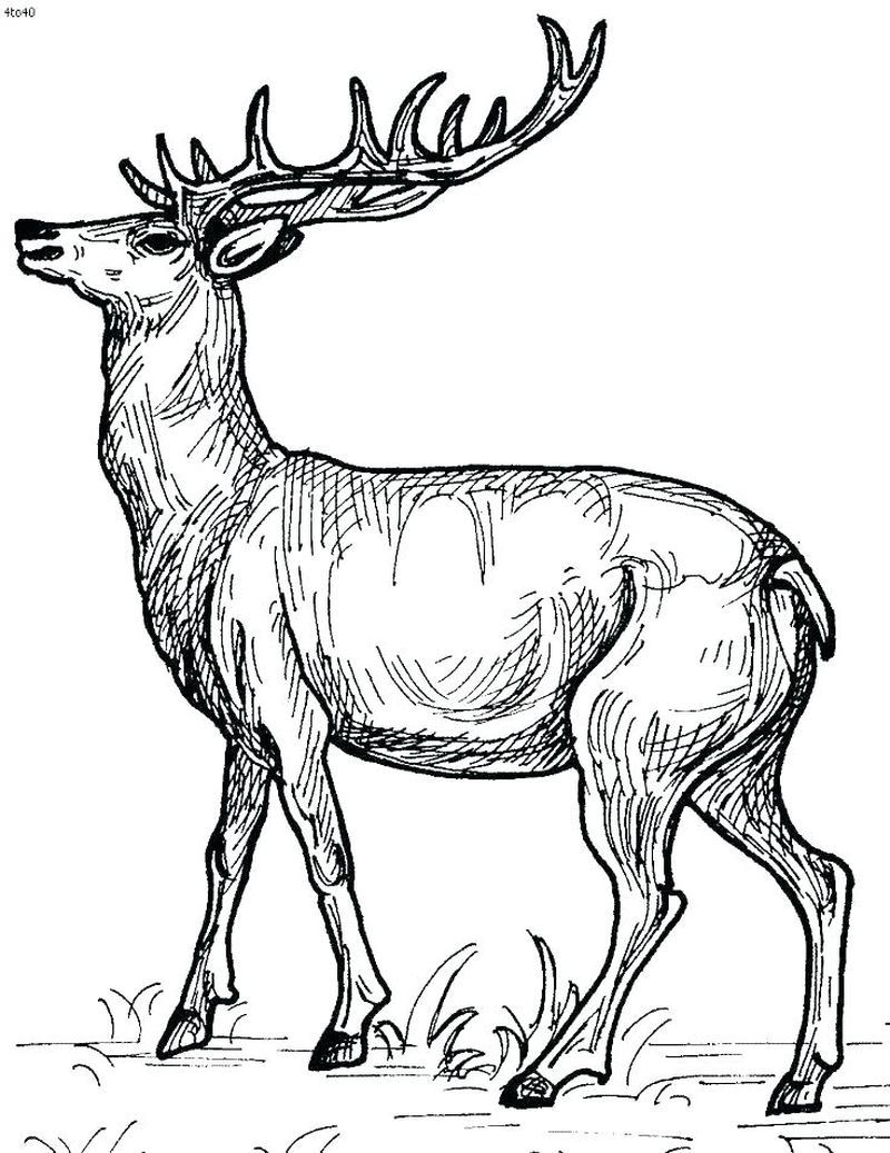 150+ Deer Coloring Pages 51