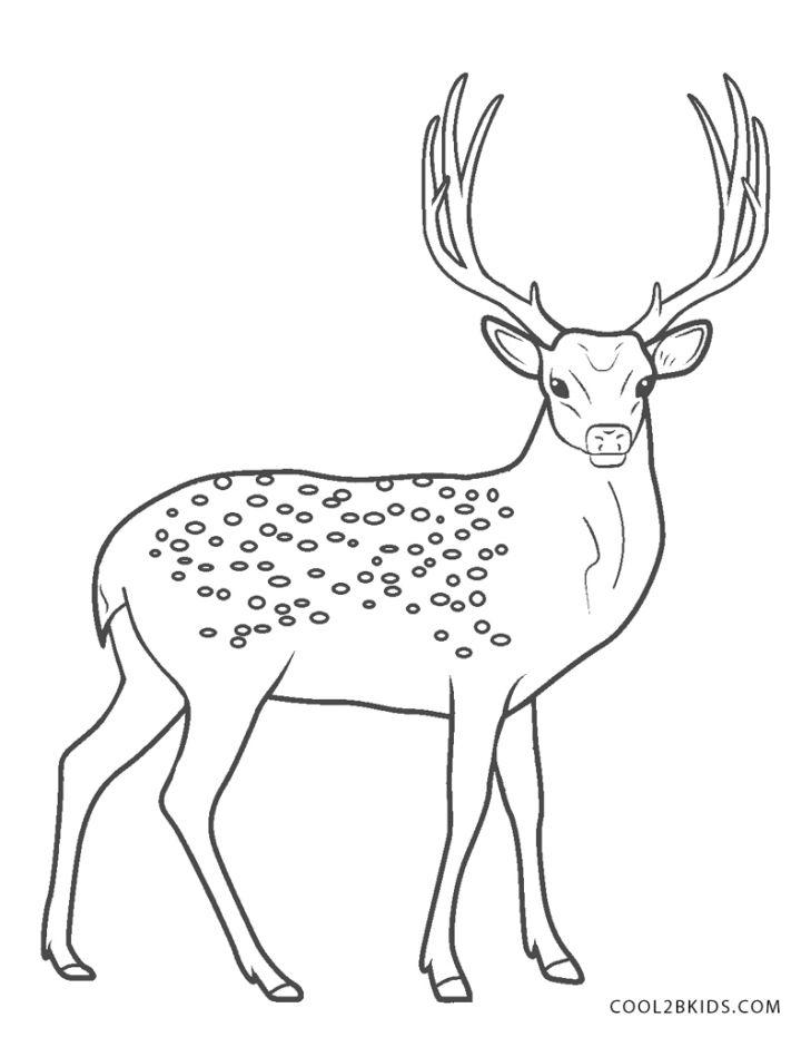 150+ Deer Coloring Pages 53