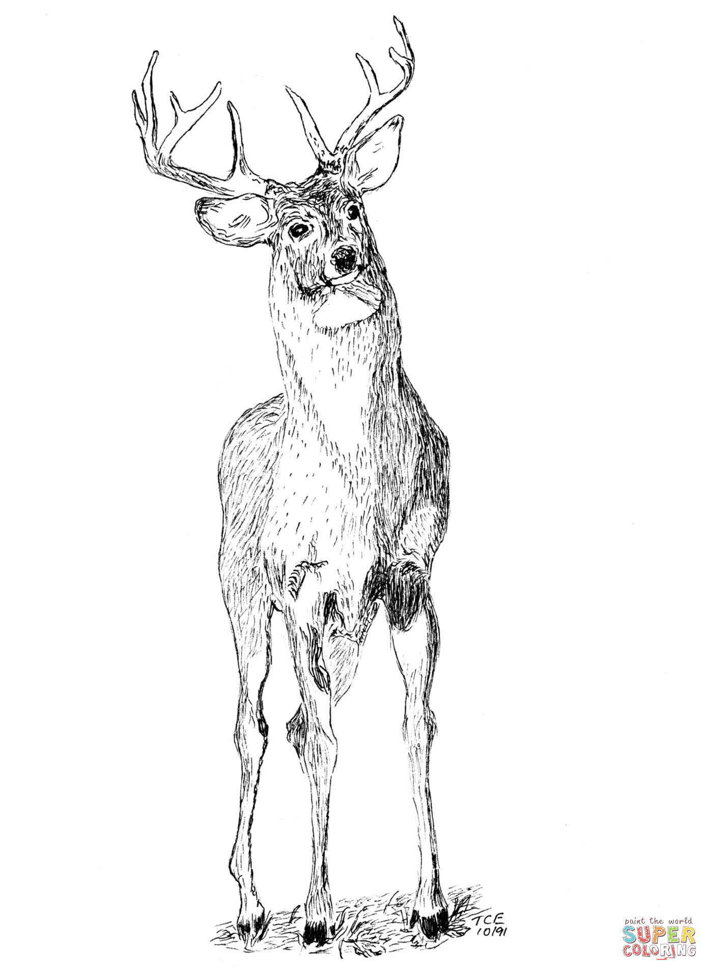 150+ Deer Coloring Pages 6