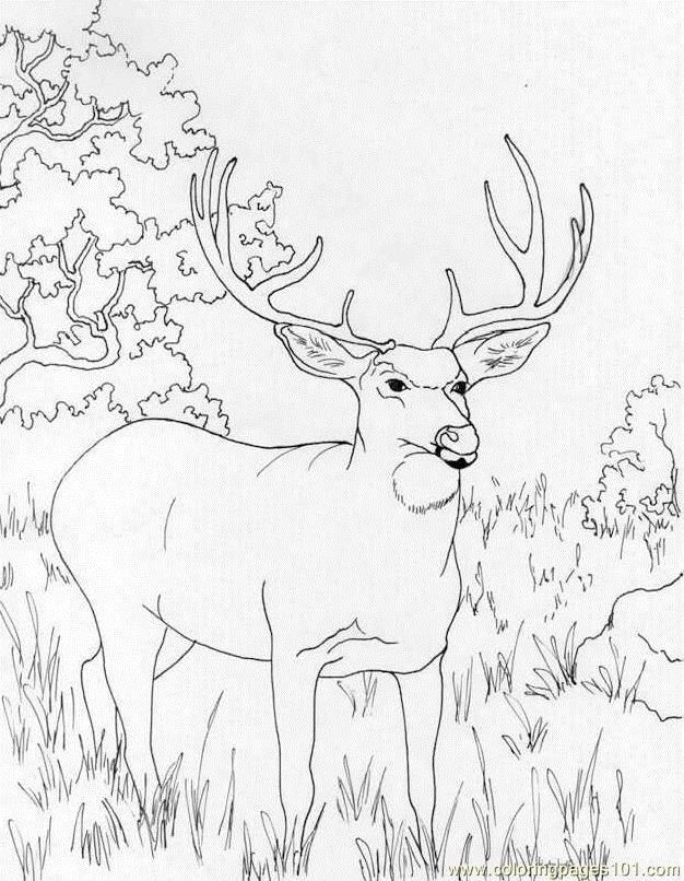 150+ Deer Coloring Pages 71