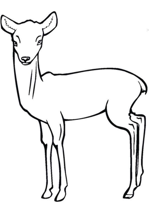 150+ Deer Coloring Pages 72