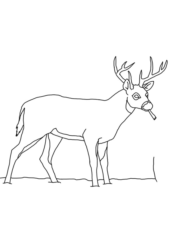 150+ Deer Coloring Pages 75