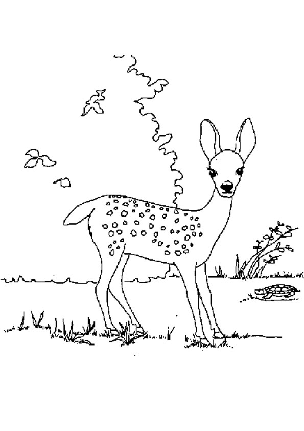 150+ Deer Coloring Pages 78