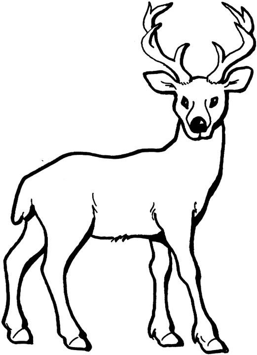 150+ Deer Coloring Pages 99