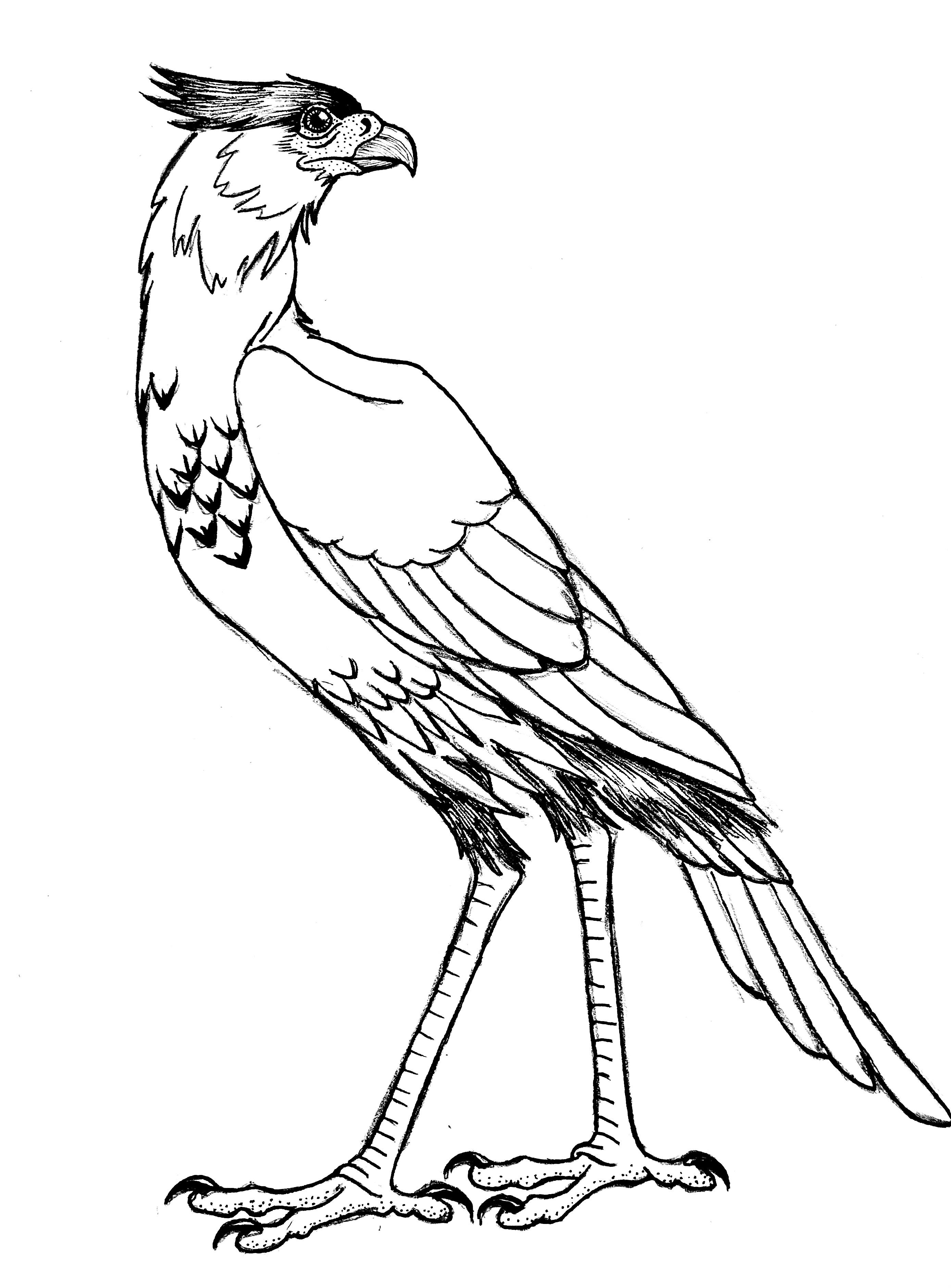 realistic griffin coloring pages printable jpg