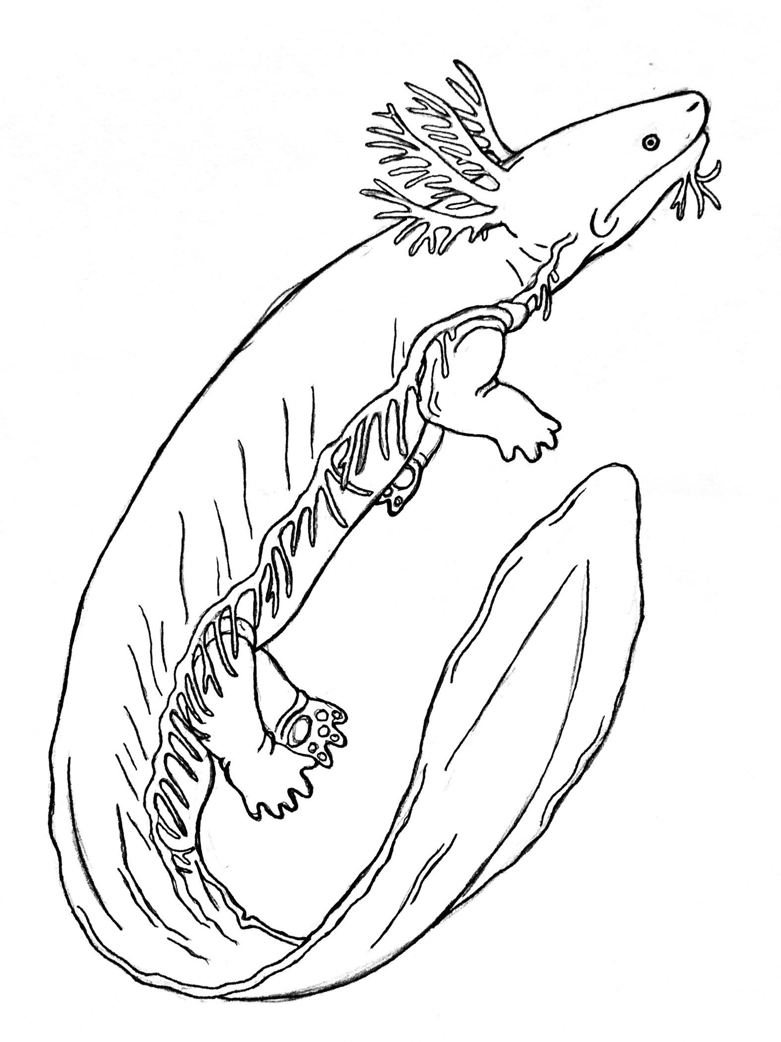 realistic griffin coloring pages printable jpg