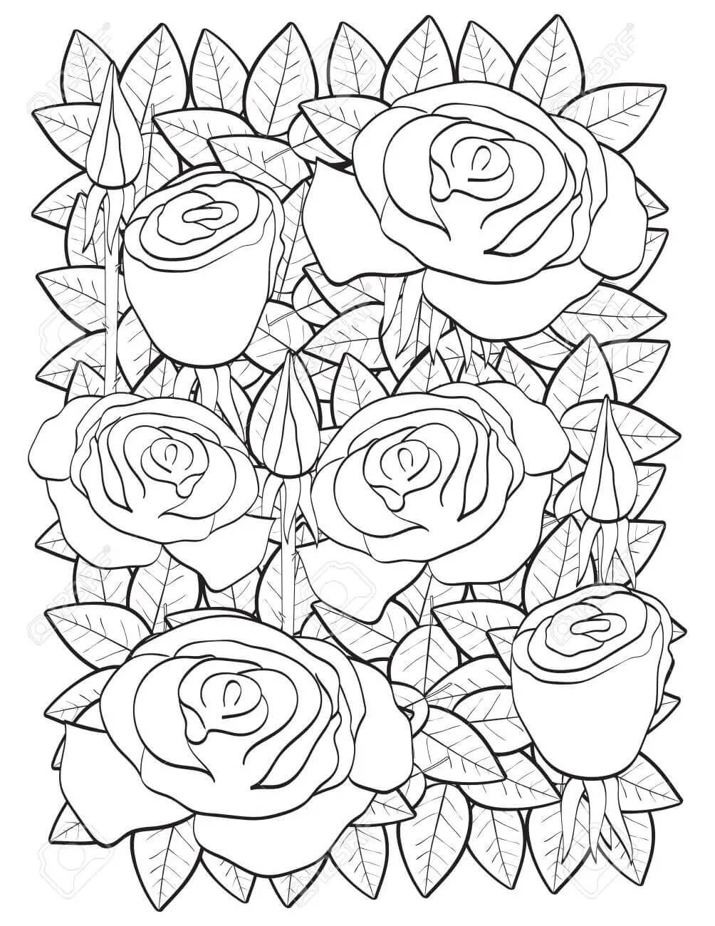 180+ Color Pages Roses 95