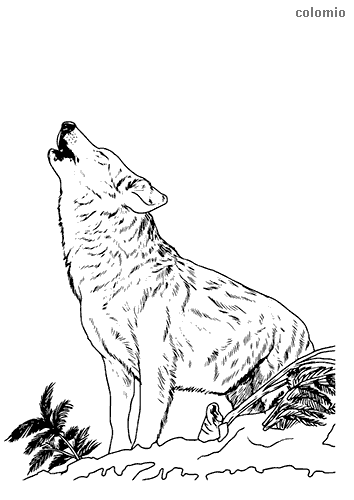 wolf coloring pages for adults printable jpg