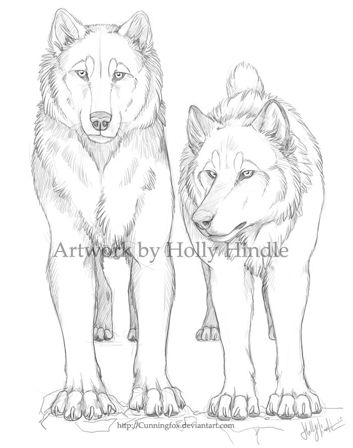 wolf coloring pages for adults printable jpg