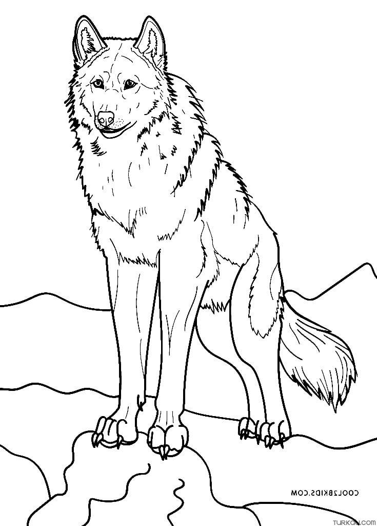 125 Wolf Coloring Pages for Adults Printable 50