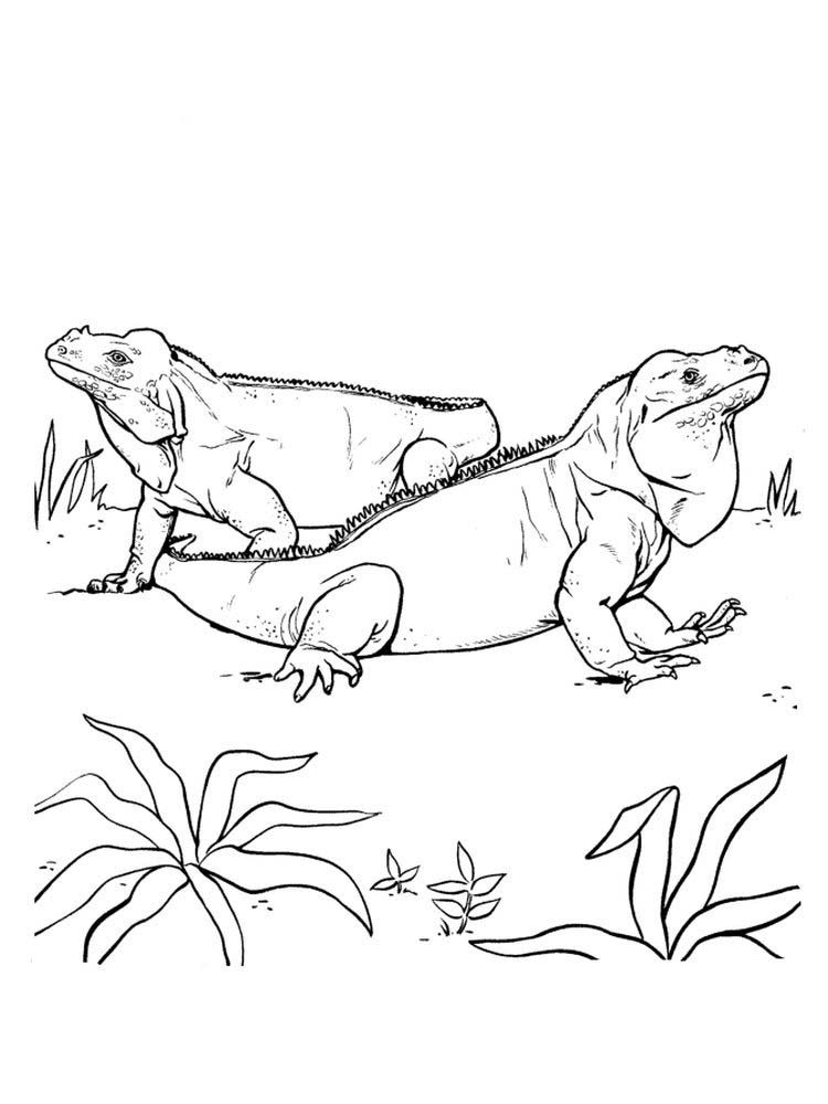 127 Free Printable Iguana Coloring Pages for Kids 101