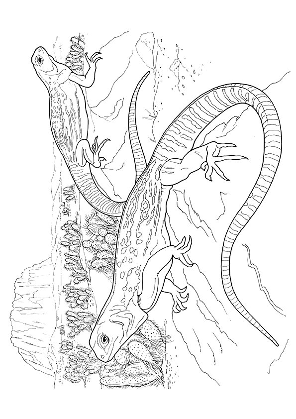 free printable iguana coloring pages for kids jpg