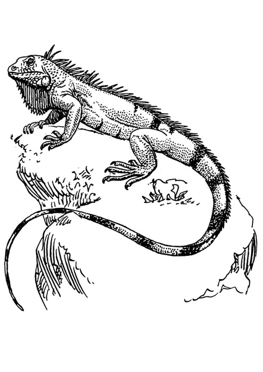 127 Free Printable Iguana Coloring Pages for Kids 115