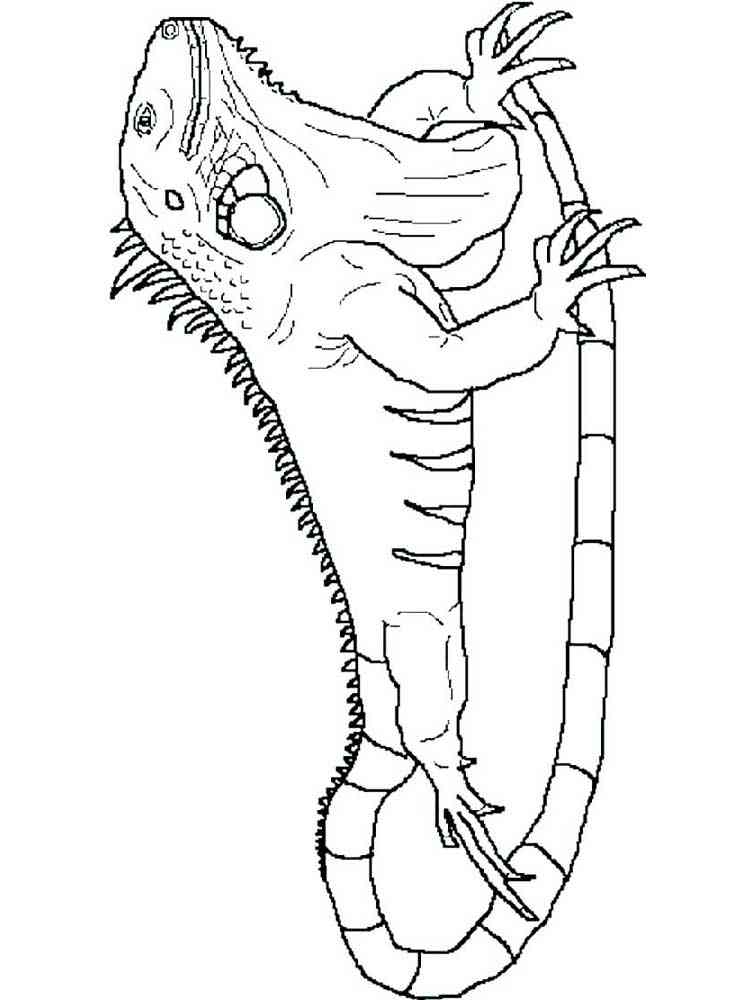 127 Free Printable Iguana Coloring Pages for Kids 118