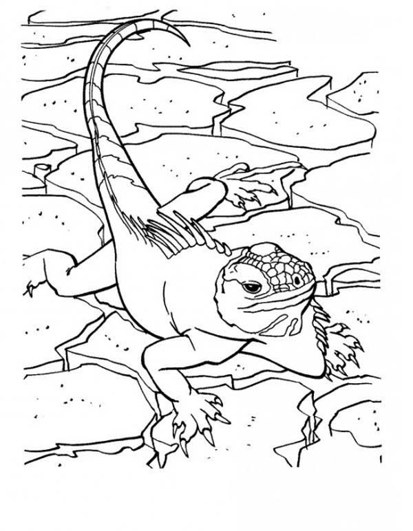 127 Free Printable Iguana Coloring Pages for Kids 119