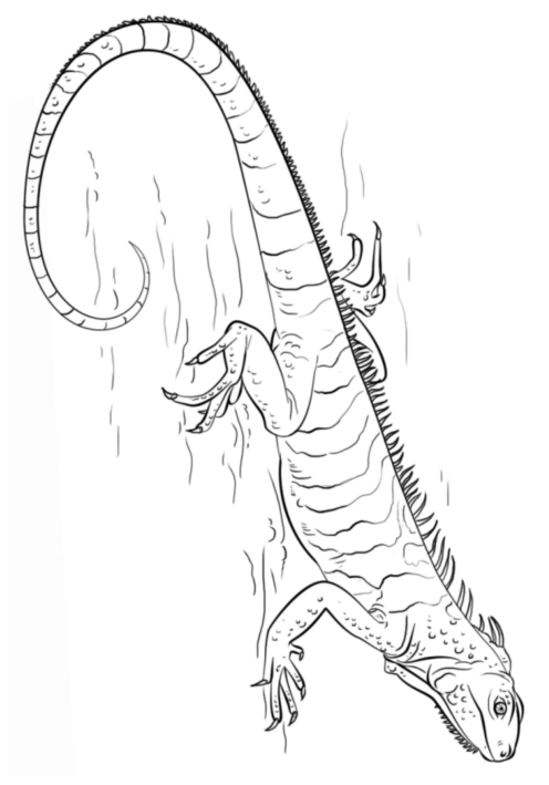 127 Free Printable Iguana Coloring Pages for Kids 12