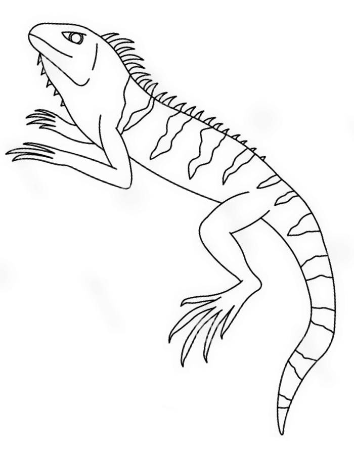 127 Free Printable Iguana Coloring Pages for Kids 122