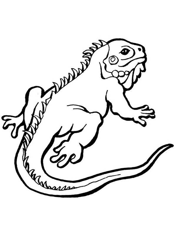 127 Free Printable Iguana Coloring Pages for Kids 17