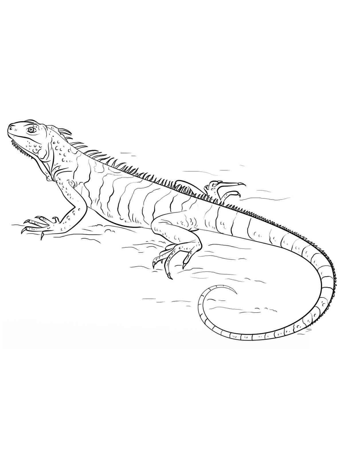 free printable iguana coloring pages for kids jpg