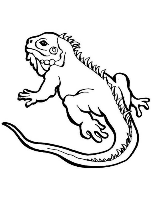 127 Free Printable Iguana Coloring Pages for Kids 21