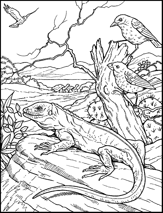 free printable iguana coloring pages for kids jpg