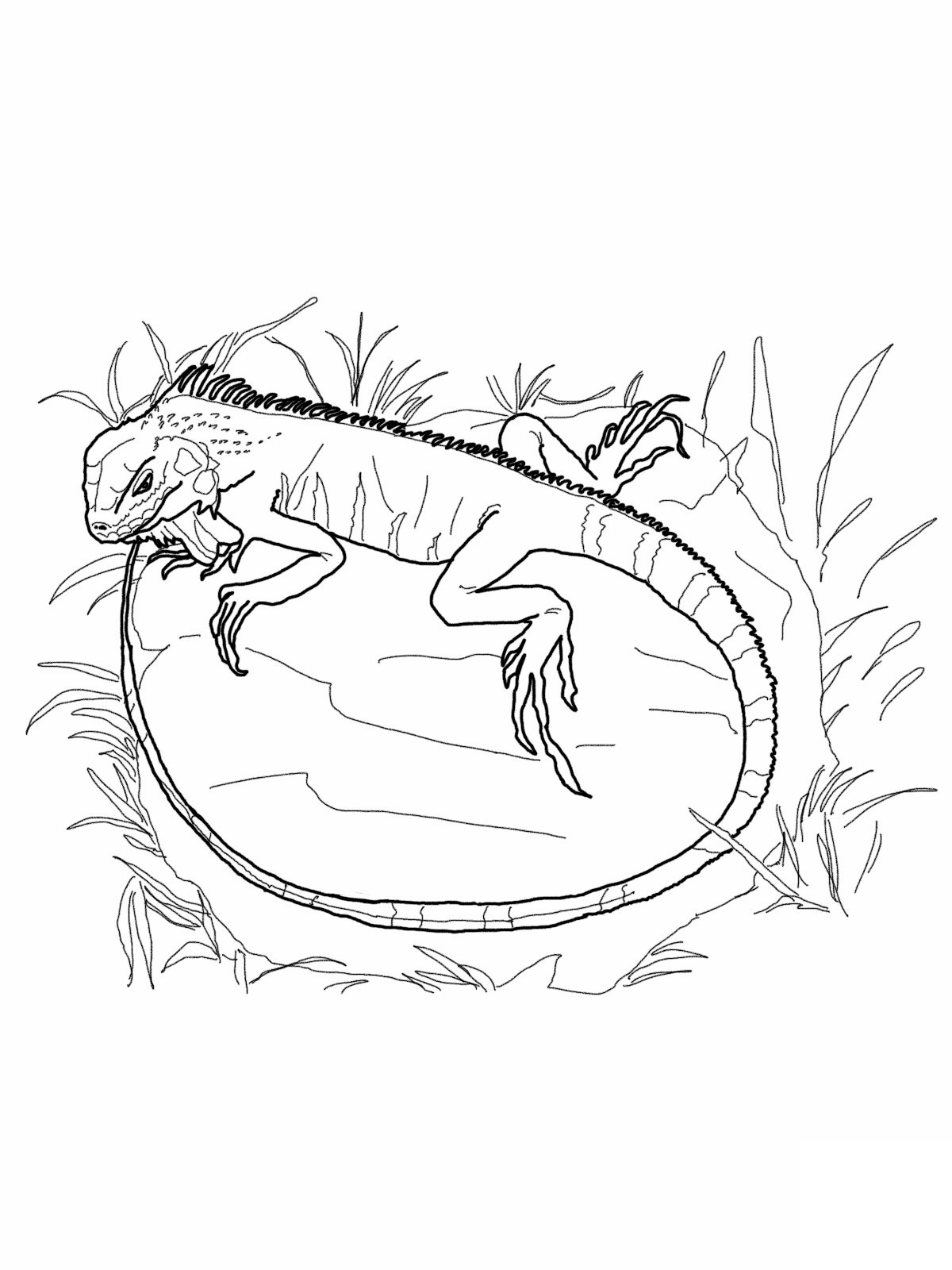 free printable iguana coloring pages for kids jpg