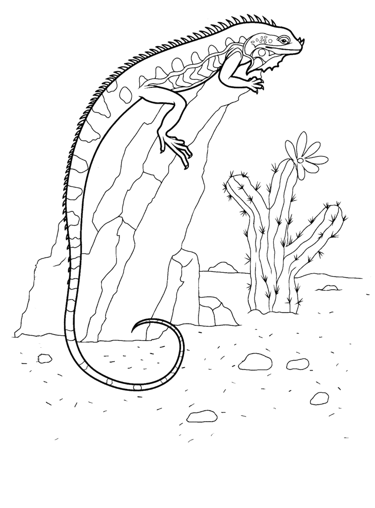 127 Free Printable Iguana Coloring Pages for Kids 31