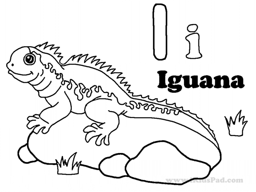 free printable iguana coloring pages for kids jpg