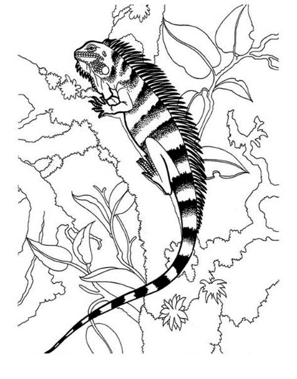 free printable iguana coloring pages for kids jpg