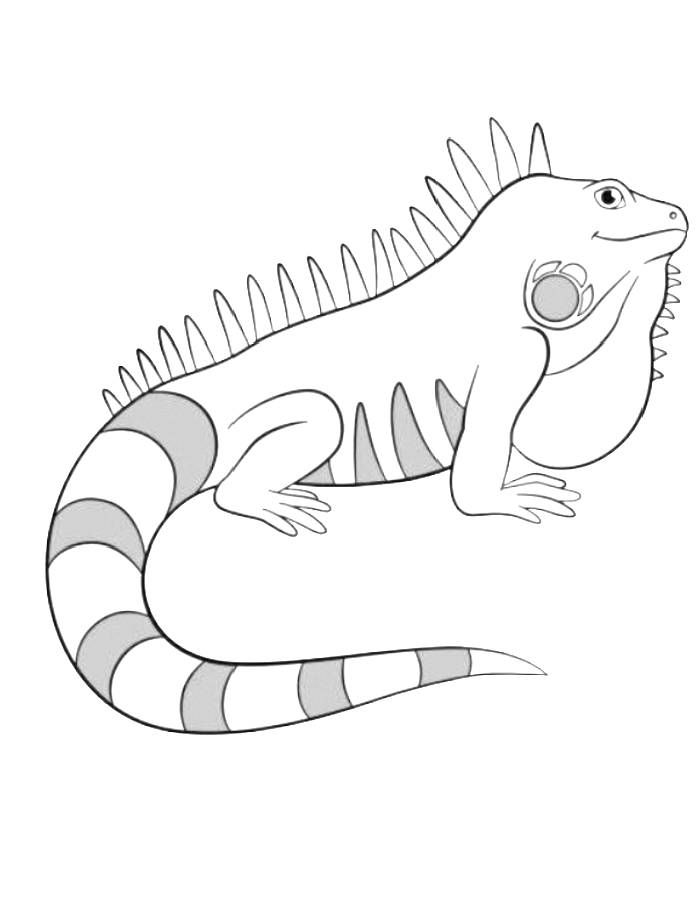 free printable iguana coloring pages for kids jpg