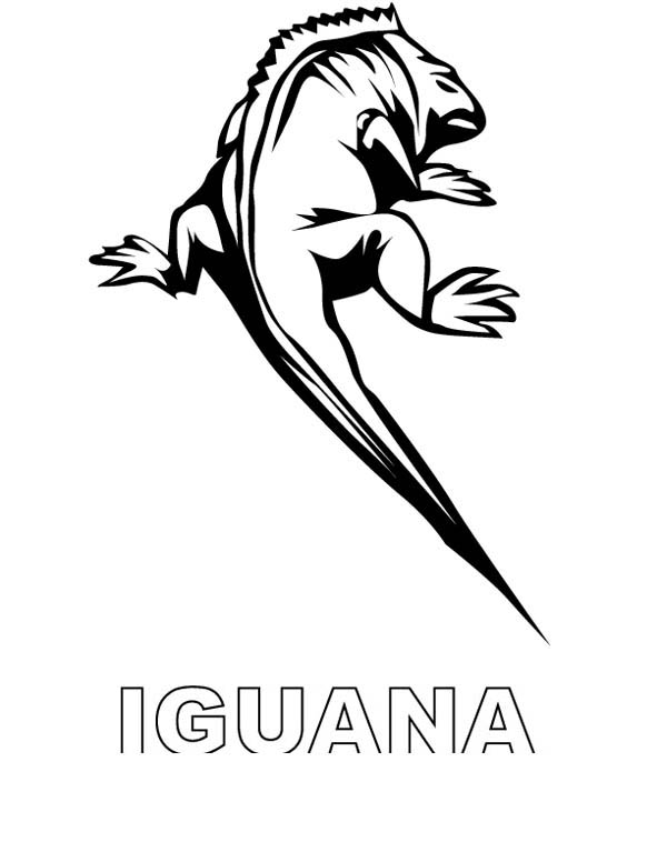 free printable iguana coloring pages for kids jpg