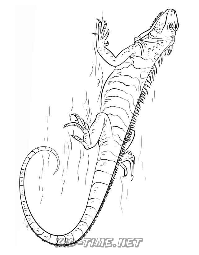 127 Free Printable Iguana Coloring Pages for Kids 60