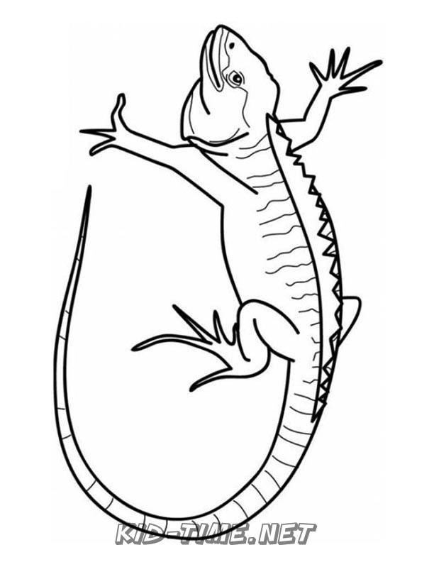 127 Free Printable Iguana Coloring Pages for Kids 62