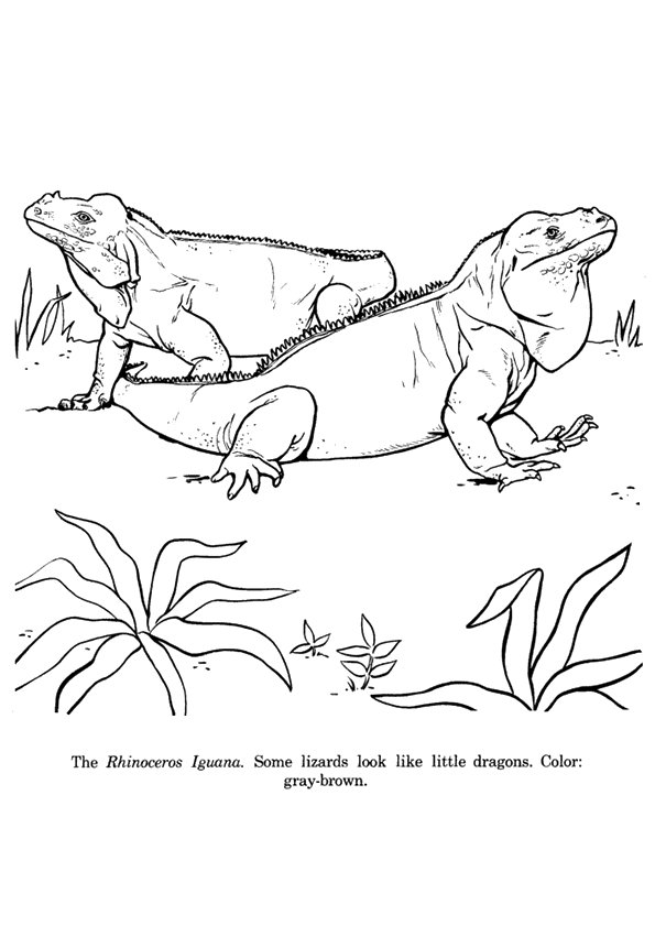 free printable iguana coloring pages for kids jpg