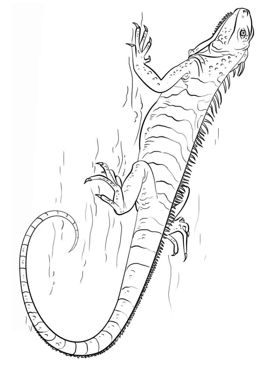 127 Free Printable Iguana Coloring Pages for Kids 65