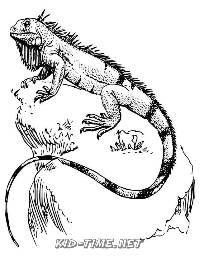 free printable iguana coloring pages for kids jpg