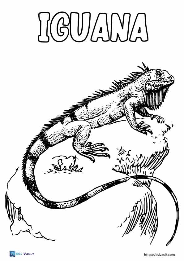 free printable iguana coloring pages for kids jpg