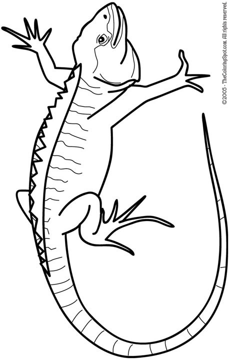 free printable iguana coloring pages for kids jpg