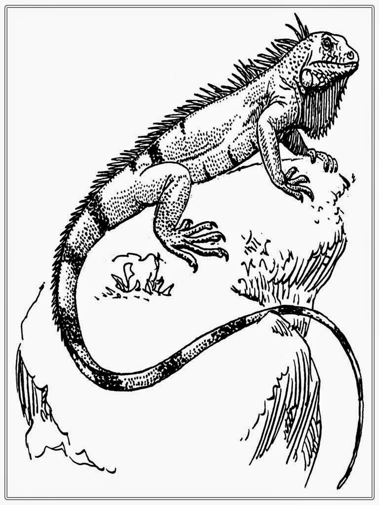 free printable iguana coloring pages for kids jpg