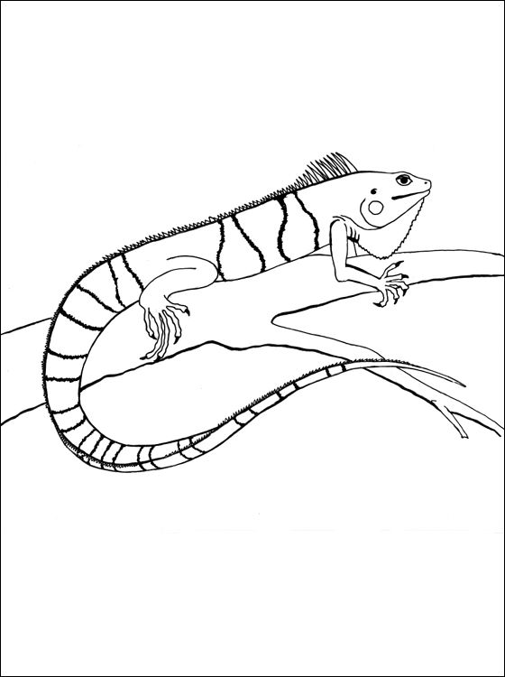 127 Free Printable Iguana Coloring Pages for Kids 92