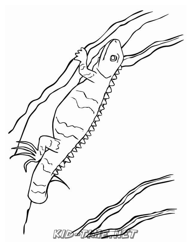 free printable iguana coloring pages for kids jpg